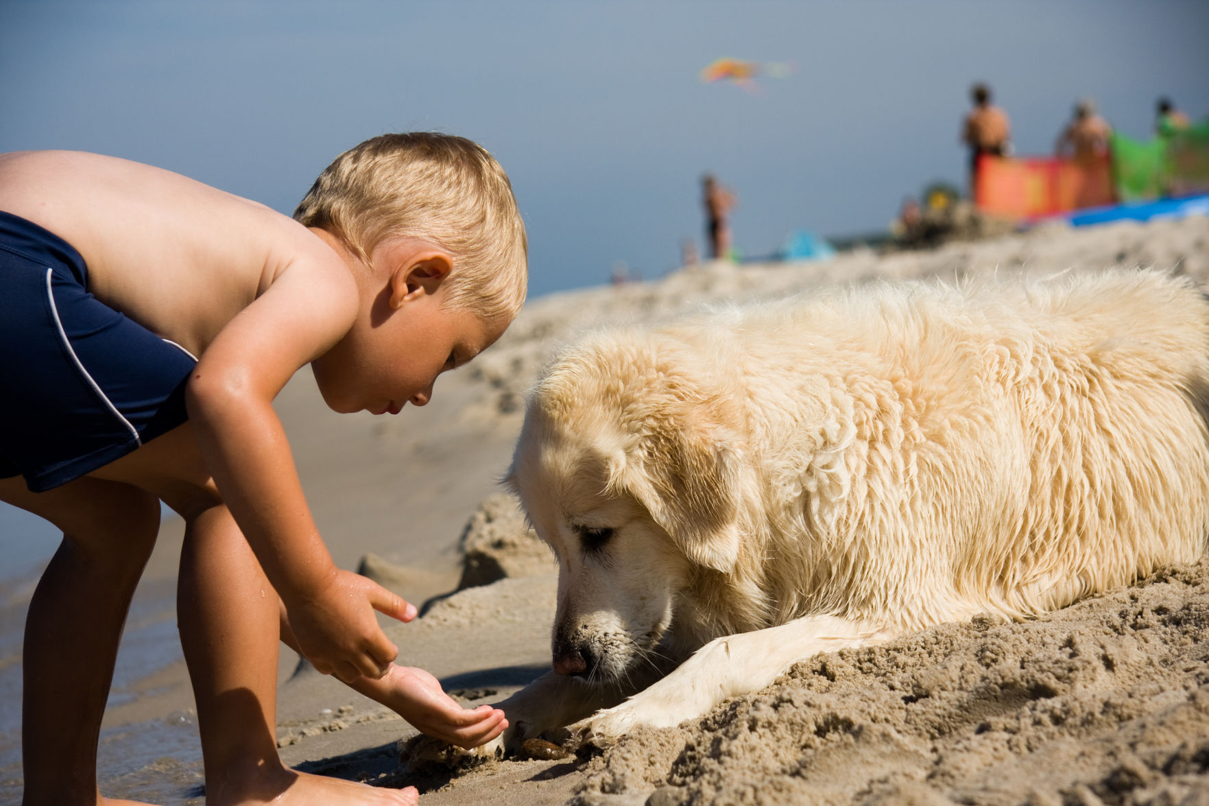 dog on beach